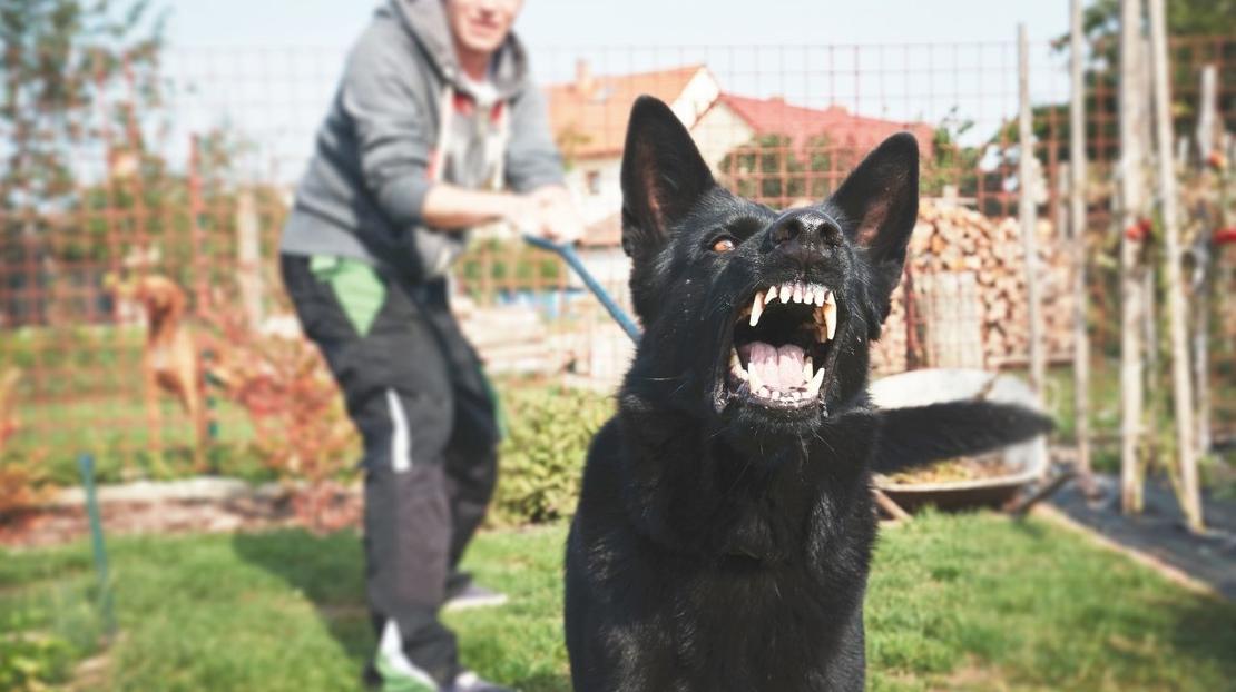 Agresja U Psów Jak Sobię Z Nia Poradzić 2353